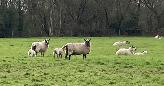 Springtime lambs